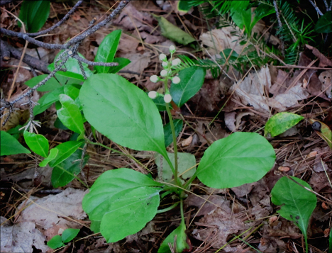 Adirondack Wildflowers:  Shinleaf on the Heron Marsh Trail at the Paul Smiths VIC